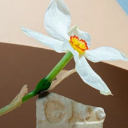 白兰花茶可以长期喝吗