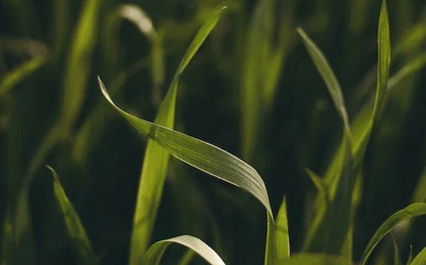 鹿苑毛尖茶的制作工艺.png