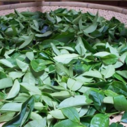 闽南水仙茶