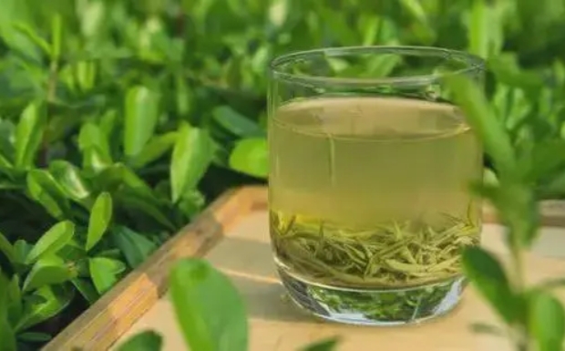 庐山云雾茶是绿茶吗还是黄茶.jpg 庐山云雾茶是绿茶吗还是黄茶.jpg