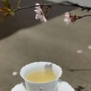贵州都匀毛尖茶价格