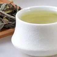 古丈毛尖是什么茶树品种