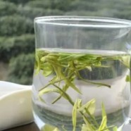 古丈毛尖茶叶批发价格