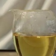 安吉白茶的正确泡法