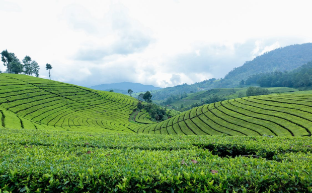 泾阳茯砖茶产地是哪里