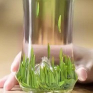 上饶白眉的存储冲泡方法