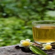 安吉白茶十大禁忌