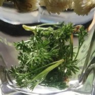 双桥毛尖的禁忌事项