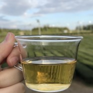 涌溪火青茶价格