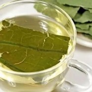 黄竹白毫茶的禁忌事项