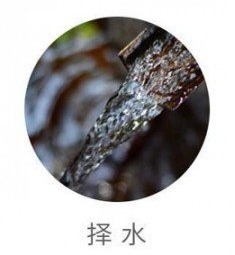 蒙顶甘露的冲泡方法1.jpg