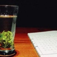 信阳毛尖茶汤颜色