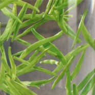 蒲江雀舌是什么茶