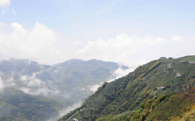 冻顶乌龙茶产地哪里.png 冻顶乌龙茶产地哪里.png