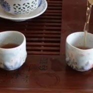 乌牛早茶树特征