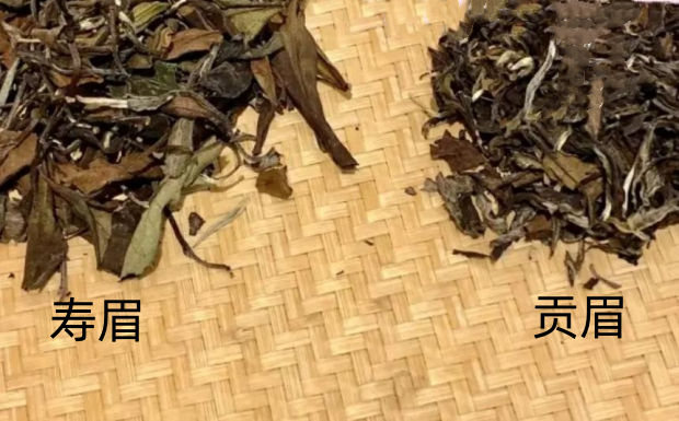 贡眉与寿眉有什么区别呢.png 贡眉与寿眉有什么区别呢.png
