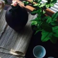 兰馨雀舌属于什么档次
