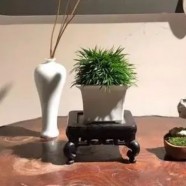 叙府龙芽茶应该怎样烹煮才好喝