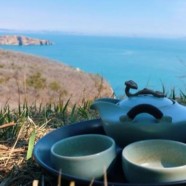 羊岩勾青是什么茶