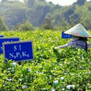 英德红茶的产地是哪里