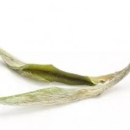 兰溪毛峰茶