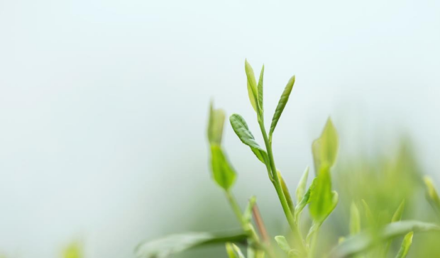 半天夭武夷岩茶传说是什么.png 半天夭武夷岩茶传说是什么.png