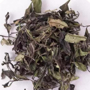 松溪小白茶