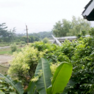 松溪小白茶产地在哪里