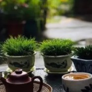 兰溪毛峰茶保存方法