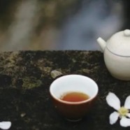 九龙茶是什么