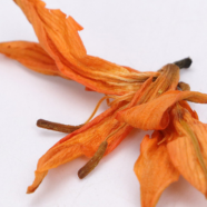 百合花茶
