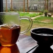 黎平雀舌是何茶种