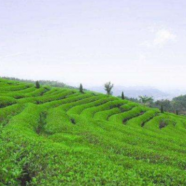 白琳工夫红茶产地在哪里