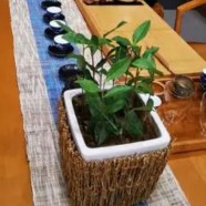 天山绿茶主要品种