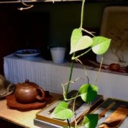 径山茶多少一斤