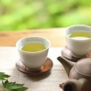 宁强雀舌多少钱一斤