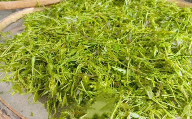 莓茶是绿茶吗.png 莓茶是绿茶吗.png