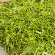 莓茶是绿茶吗?
