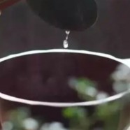 崂山绿茶多少钱一斤