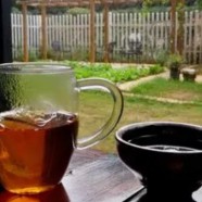 凌云白毫茶是什么茶类