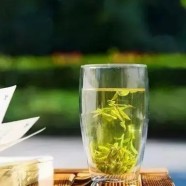 桐庐天尊贡芽茶历史