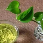 江西狗牯脑茶有哪些功效