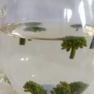 凌云白毫茶的茶名由来