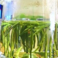 水西翠柏怎么做