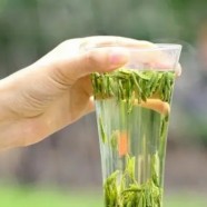 遂昌银猴的产地