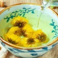 胎菊功效作用与主治