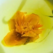 金莲花茶有什么功效