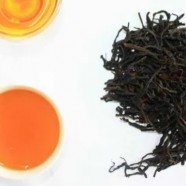 苦丁茶是什么茶