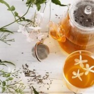 珠兰花茶是热性还是凉性