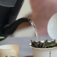 竹叶茶怎么泡最好喝